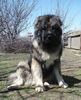 Bruno 2