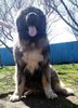 Bruno 3