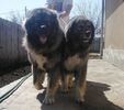 Fennya & Bruno 2