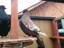 DSCF0493