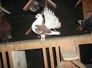 DSCF0520