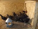 Australorp