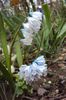 Puschkinia scilloides