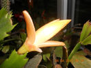 DSCN2884
