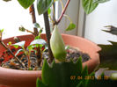 DSCN2915
