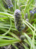 Muscari armeniacum (2013, April 07)