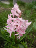 Hyacinth Fondant (2013, April 07)