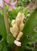 Hyacinth Fondant (2013, April 07)