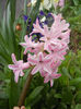 Hyacinth Fondant (2013, April 07)