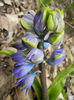 Hyacinth Isabelle (2013, April 07)