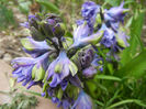 Hyacinth Isabelle (2013, April 07)