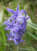 Hyacinth Blue Jacket (2013, April 07)