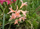 Hyacinth Gypsy Queen (2013, April 07)