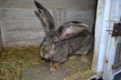 Iepure Belgian (1)