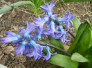 Hyacinth Delft Blue (2013, April 07)