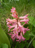 Hyacinth Pink Pearl (2013, April 07)