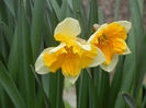 Narcissus Sovereign (2013, April 07)
