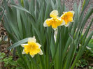 Narcissus Sovereign (2013, April 07)