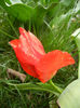Tulipa Madame Lefeber (2013, April 07)