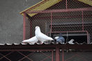Porumbei  albi