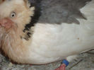 DSC06460