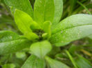 Myosotis alpestris (2013, April 07)
