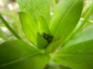 Myosotis alpestris (2013, April 07)