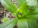 Myosotis alpestris (2013, April 07)