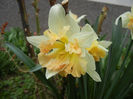 Daffodil Cum Laude (2013, April 07)