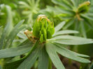 Eranthis hyemalis, seeds (2013, April 07)