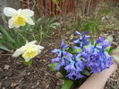 Ice Follies & Delft Blue (2013, April 05)