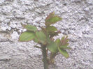 Trandafir alb