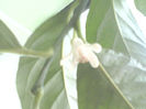 floare de lamai