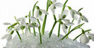 snowdrops_flowers_primroses_snow_spring_32179_1920x1200[2]