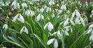 snowdrops_flowers_primroses_spring_greens_meadow_38019_1600x1160[1]