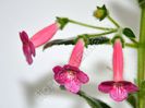 Kohleria Emily Roberts