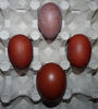 comparatie oua Marans!