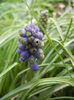 Muscari armeniacum (2013, April 08)