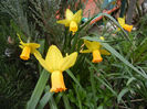 Narcissus Jetfire (2013, April 08)