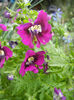 Schizanthus pinnatus Purple (`13, Apr.04)