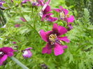 Schizanthus pinnatus Purple (`13, Apr.07)