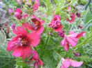 Schizanthus pinnatus Red (2013, Apr.07)