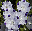 Nemophila_maculata