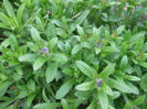 DSCF0243