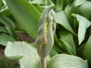 Tulipa Parrot (2013, April 07)