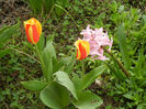 Spring colors (2013, April 08)