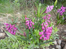 Spring colors (2013, April 08)