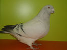 LUCIAN.CRAIOVA.MASCUL