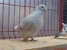 DSC00209