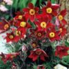 pulsatilla-vulgaris-rubra